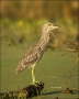 Black-crowned-Night-Heron;Heron;Juvenile;Nycticorax-nycticorax;one-animal;close-